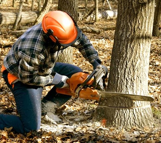 Tree Removal in Gobles, MI